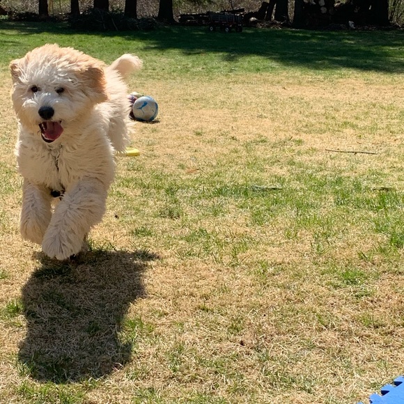 Meet your Posher, Silva - Picture 8 of 9